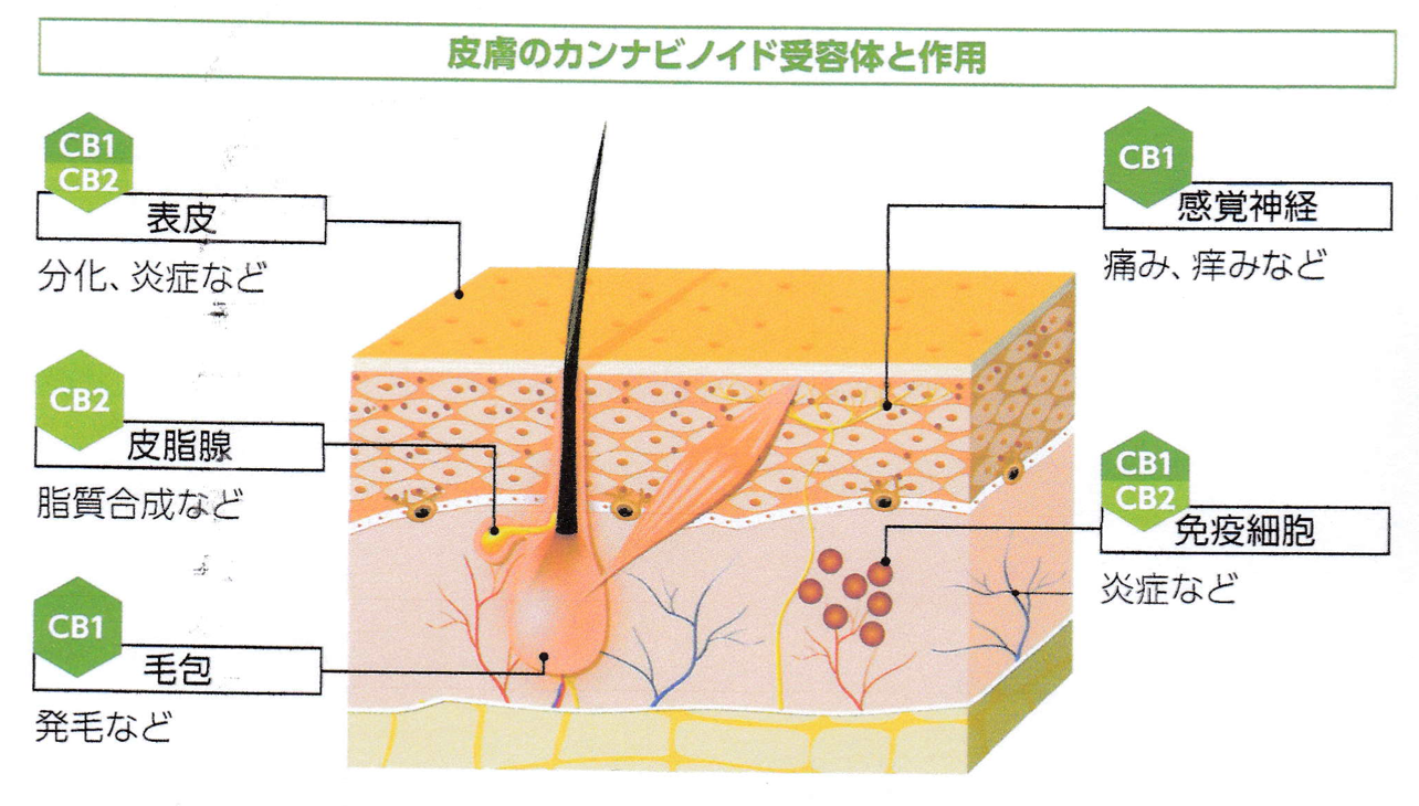 図解